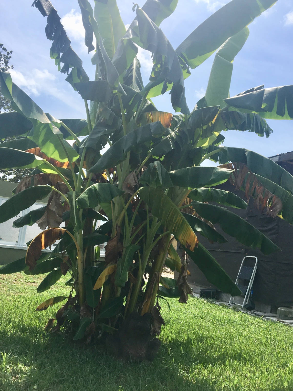 This old banana tree